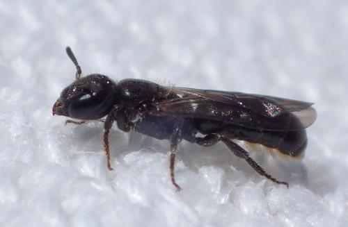 Réf. 263 265 : Chelostoma sp.